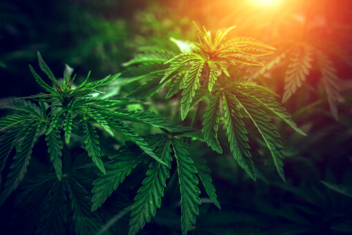 Pain Relief: Is Medical Marijuana a Suitable Alternative?